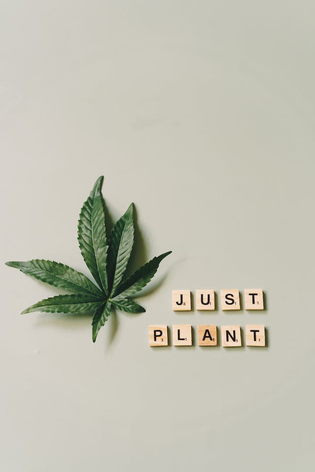 CBD Contre l’Inflammation : Un Anti-Inflammatoire Naturel